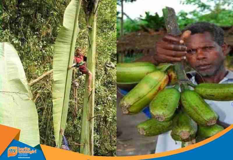 Tinggi Menjulang Musa Ingens