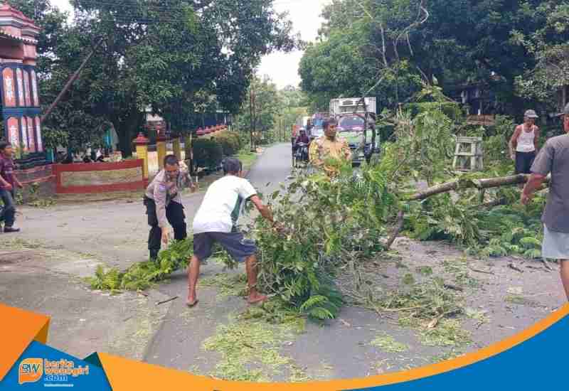 Pohon pete tumbang di Sidoharjo Wonogiri menutup badan jalan