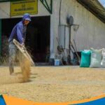 Stok beras melimpah di gudang distribusi Jawa Tengah.