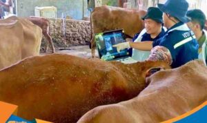 Sapi potong milik warga Grobogan diperiksa menggunakan alat USG.