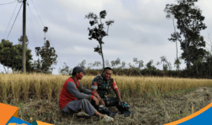Babinsa Bulukerto Kopka Edi Purwanto berbincang dengan petani di sawah.