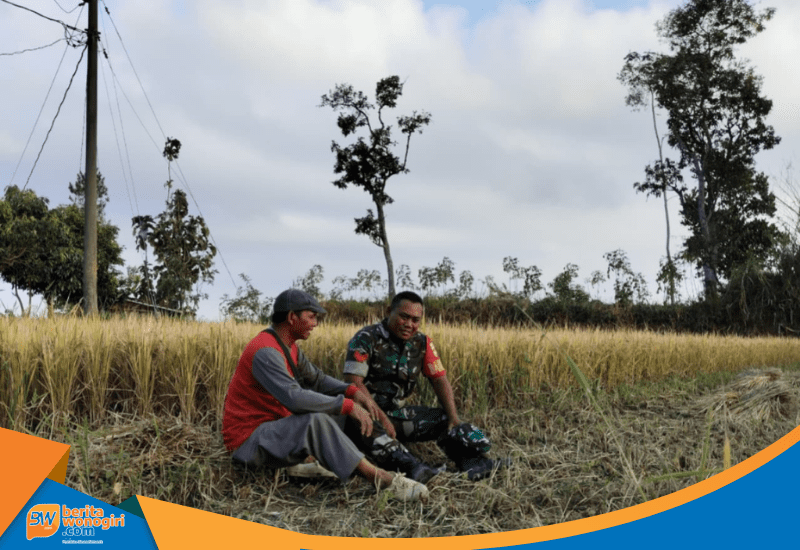 Babinsa Bulukerto Kopka Edi Purwanto berbincang dengan petani di sawah.