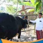 Sekda Jateng Sumarno menyerahkan tali pengikat sapi kurban Presiden seberat 1,1 ton kepada takmir masjid Grobogan.