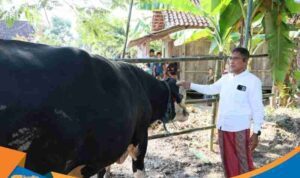 Sekda Jateng Sumarno menyerahkan tali pengikat sapi kurban Presiden seberat 1,1 ton kepada takmir masjid Grobogan.