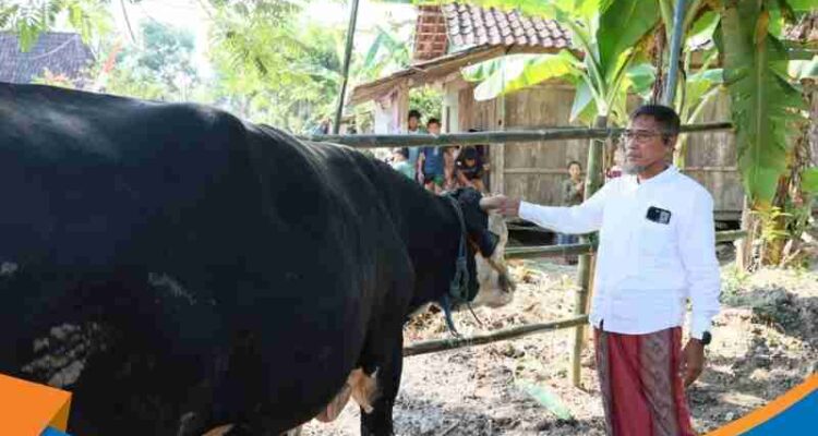 Sekda Jateng Sumarno menyerahkan tali pengikat sapi kurban Presiden seberat 1,1 ton kepada takmir masjid Grobogan.