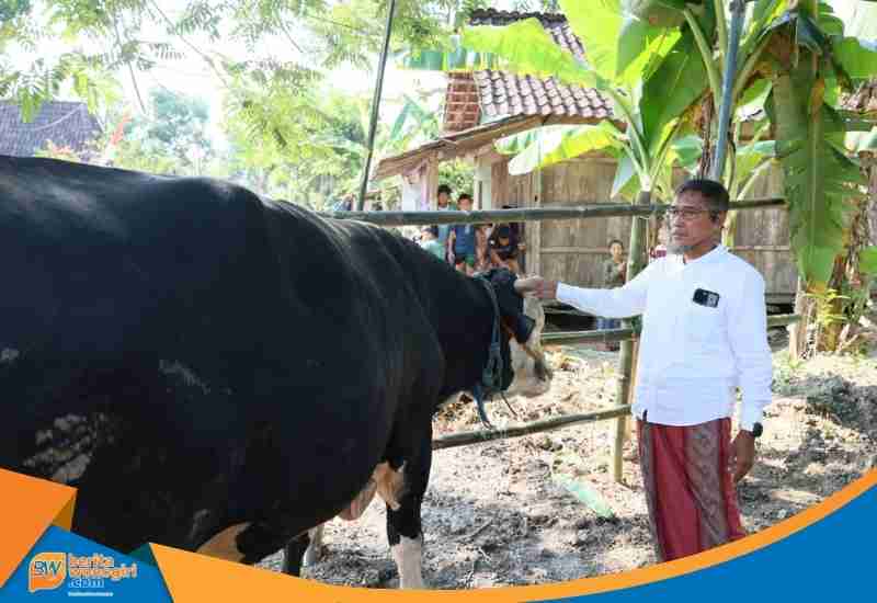 Sekda Jateng Sumarno menyerahkan tali pengikat sapi kurban Presiden seberat 1,1 ton kepada takmir masjid Grobogan.