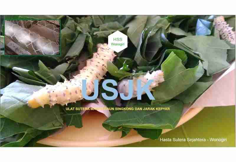 Petani Wonogiri memberikan pakan daun jarak kepyar pada rak-rak ulat sutera di dalam rumah produksi.