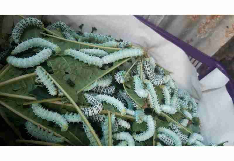 Penampakan gendon atau pupa ulat sutera yang siap dipisahkan dari serat benangnya.